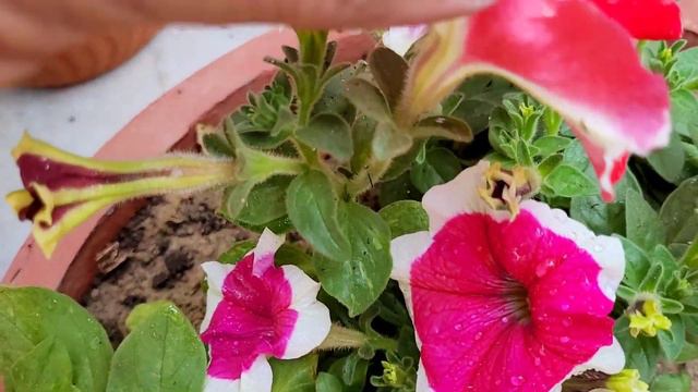 5 simple tips & one fertilizer for more petunia flowers, पेटूनिआ से ज्यादा फूल कैसे पाएं смотреть онлайн