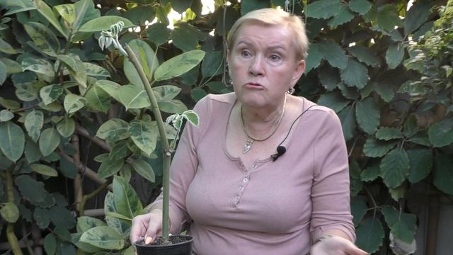 Тетрастигма Вуанье - уход в домашних условиях. смотреть онлайн