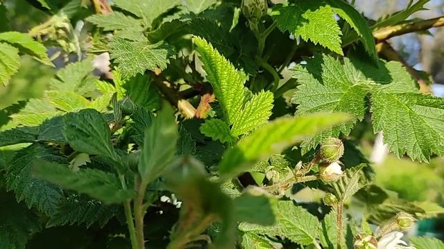 Карака Блэк ежевика пусто цвет впервые! смотреть онлайн