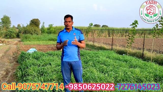 #बरसीम जई #RayGrass लगाने के बाद किस तरह से दिखती है, how to germination Barsim,Ots,Ray Grass смотреть онлайн