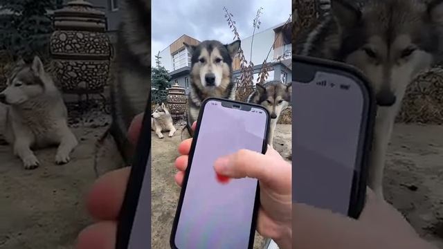 переводчик собак смотреть онлайн