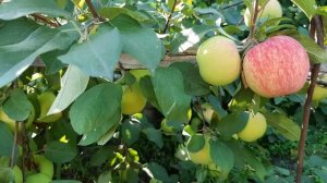 Яблоня ранняя сорт Мельба