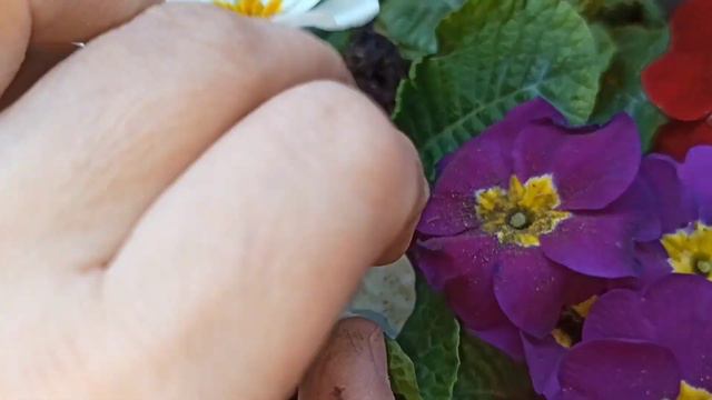 #primula haqqında her şey#primulanin baxımı,sulanması,artırılması. #A-dan Z-ye cuha cicegi смотреть онлайн