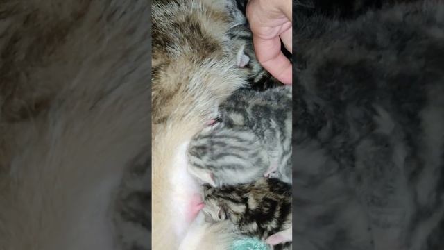 котята, чтоб поесть надо ещё сиську отвоевать смотреть онлайн