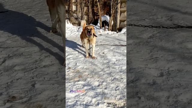 Герасим 1.10/88 холке под 90 кг... Кавказский Волкодав... смотреть онлайн