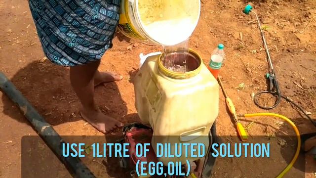 How To Spray cooking oil,Egg For Cotton, Get High Yield In Cotton, Organic Pesticide , Fertilizer смотреть онлайн