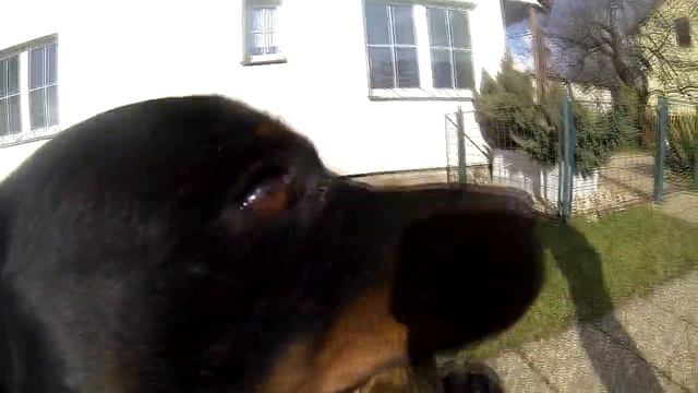 Rottweilers & GoPro HD Hero 3 смотреть онлайн