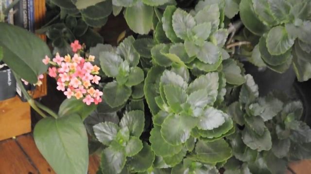 kalanchoe blossfeldiana house plants смотреть онлайн