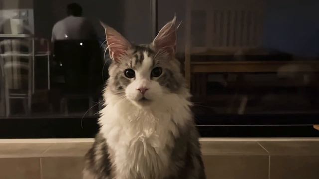 Cute Maine coon cat 😻 смотреть онлайн