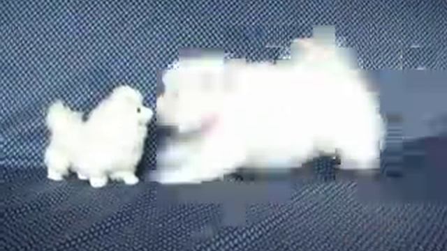 Акина и бел соб смотреть онлайн