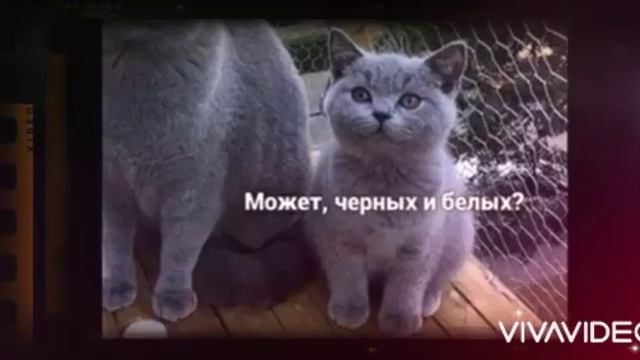 Анекдоты лучшие от Саши попробуй не засмеяться смотреть онлайн