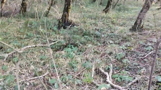 8 января. Цветут первоцветы смотреть онлайн