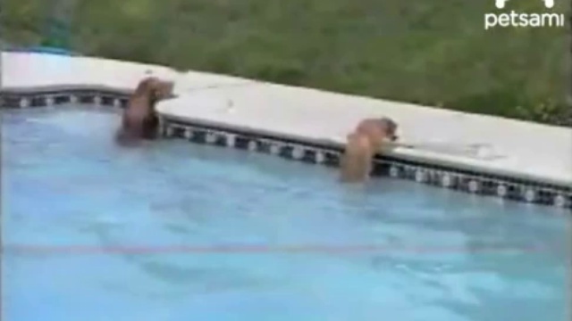 Собака спасает своего щенка смотреть онлайн