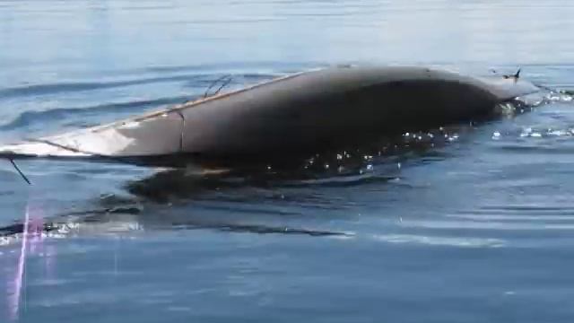 Eskimo roll with Seabird North Sea смотреть онлайн