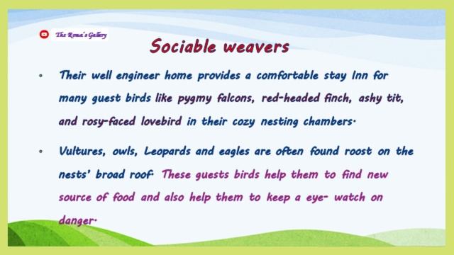 My Favorite Bird weaver essay in English/10 lines on weaver bird/Poem on weaver Birds/Social weaver смотреть онлайн