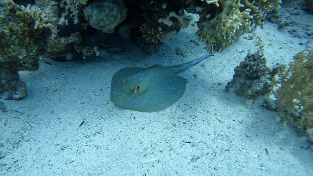 скат отдыхает