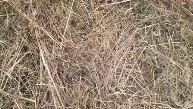 Гнездо для гусей...смена подстилки после зимы... смотреть онлайн