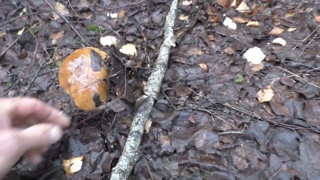 БЕЛЫЕ ГРИБЫ НЕ ВЫПУСКАЮТ НАС ИЗ ЛЕСА! Поход по грибы с нами БАБУШКА! смотреть онлайн