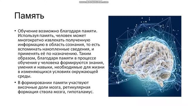 8 класс. Высшая нервная деятельность. Интеллект и память смотреть онлайн