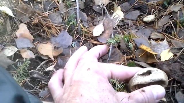 Гриб дымарь:-)