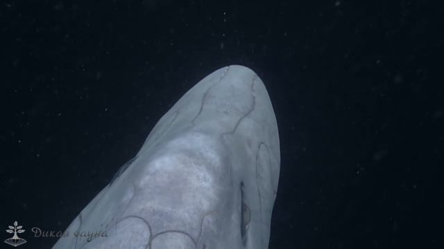 Акула-призрак с заячьими зубами смотреть онлайн