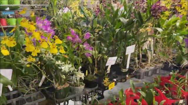 Volusia County Orchid Show, Florida, May 2021. Валюсия Каунти, Флорида, шоу орхидей, 8 мая 2021 смотреть онлайн