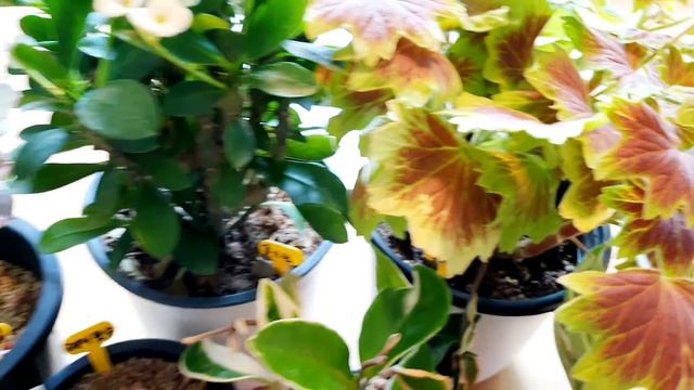 다육이들과제라늄 업어왔어요🤗