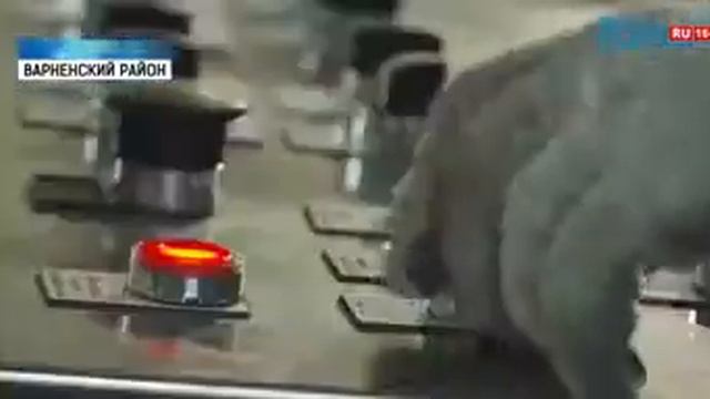 На Михеевском ГОКе будут выпускать катодную медь смотреть онлайн