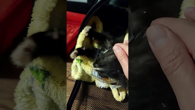 Приютили бездомных котят. Они уже в добрых ручках. смотреть онлайн