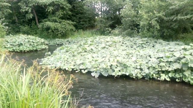 Вдоль по камушкам речка бежит... смотреть онлайн