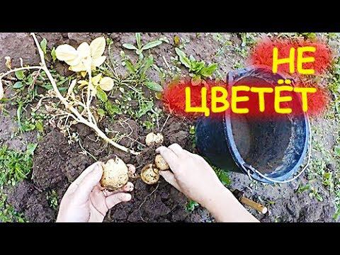 СУПЕР УРОЖАЙ НЕЦВЕТУЩЕЙ КАРТОШКИ В НАЧАЛЕ ИЮЛЯ! (нет) смотреть онлайн