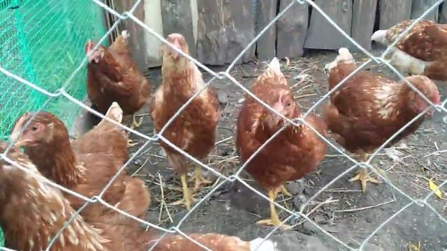 Куры, которые не несут яйца! смотреть онлайн