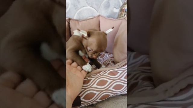 Малыш - Гарольд Эмилия Готфрид. Чихуахуа. В возрасте 2 месяцев. сейчас мальчику 6 месяцев. смотреть онлайн