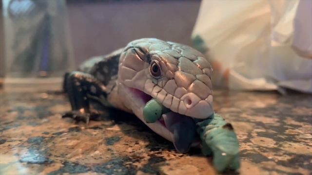 MEET ALL MY EXOTIC PETS AND ANIMALS 2019! // 25+ Amazing Creatures (I have an exotic zoo!) смотреть онлайн
