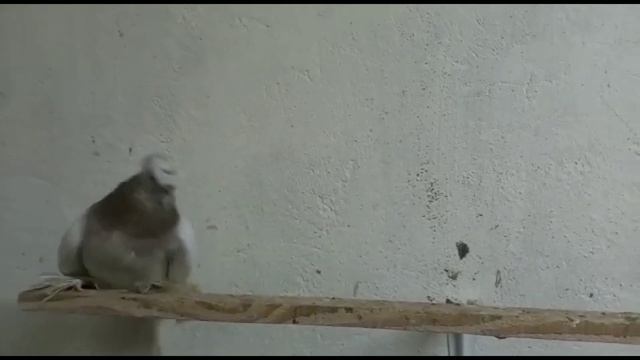 Есть на продажу Челкари и Американцы. Остальные на показ. Двухчубые голуби. Tauben. Pigeons смотреть онлайн