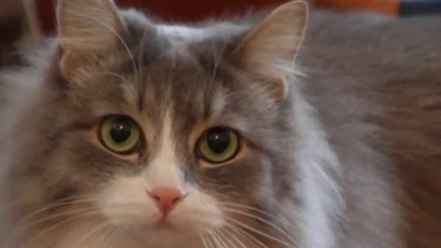 начало ролика смотреть онлайн