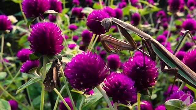 Attack of the Insects / 昆虫の攻撃 смотреть онлайн