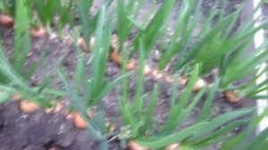 Лук на зелень без теплицы. Весенние посадки