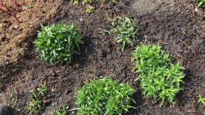 Уход за флоксами весной! Это должен знать каждый!