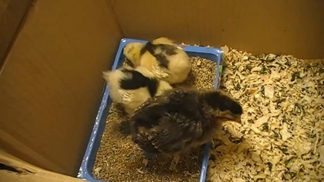 Птичья деревня .Цыплята . 10 дней спустя. смотреть онлайн