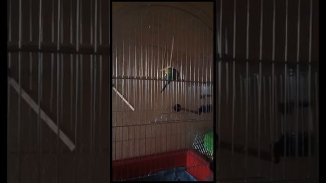 как уговорить родителей купить питомца.💞 смотреть онлайн