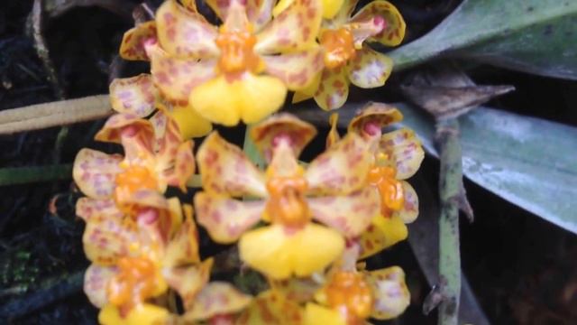 Trichocentrum nanum смотреть онлайн