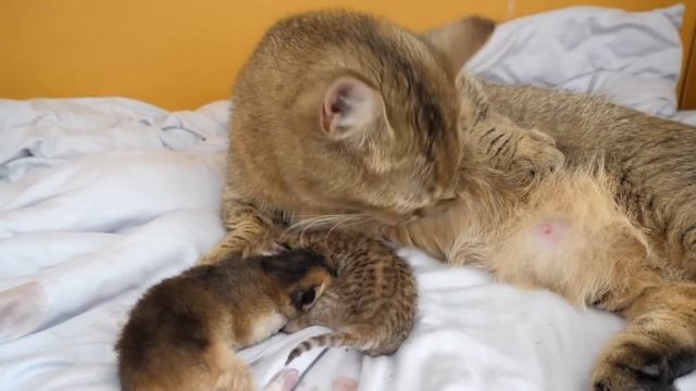 Kiki the cat who just became a mom and her baby kittens a few hours old смотреть онлайн