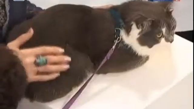 болезнь кошачьих царапин смотреть онлайн