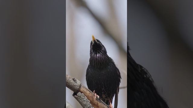 песня скворца