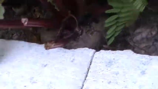 поздний сорт огурцов смотреть онлайн