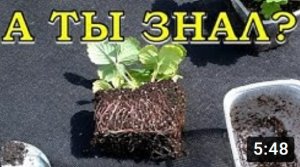 Почему ГИБНЕТ рассада КЛУБНИКИ? Основные причины???