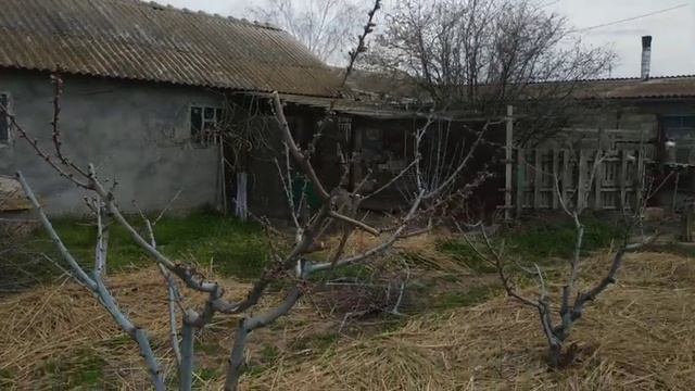 Не пропустите! Важная обработка персика! смотреть онлайн