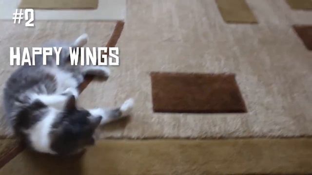 4 БЕСПЛАТНЫЕ ИГРЫ ДЛЯ КОШЕК