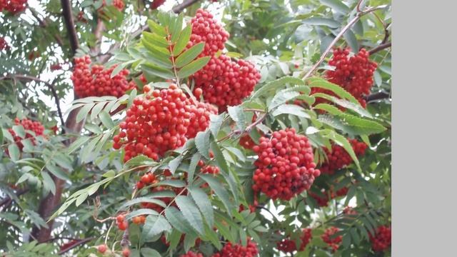 В Цыганова Гроздья рябины смотреть онлайн